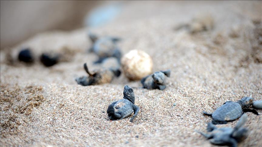 El 61% de las especies de tortugas está amenazado