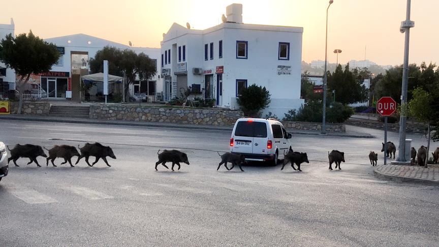 Bodrum'da domuz sürüsü kent merkezine indi