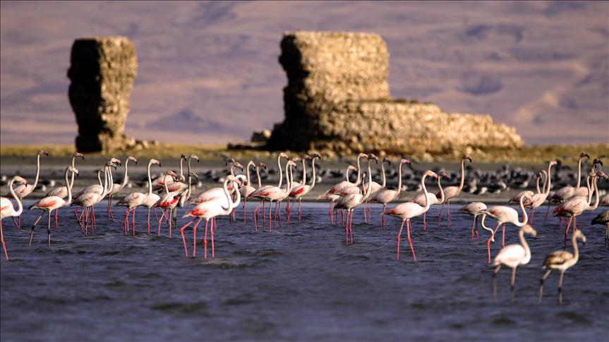 Turkey's eastern Van lake hosts flamingos 