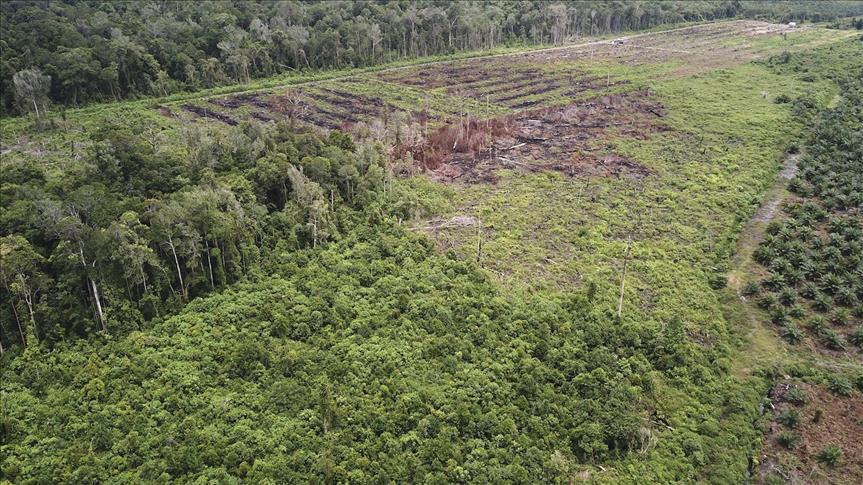 11 juta hektare lahan perkebunan di area hutan tak berizin