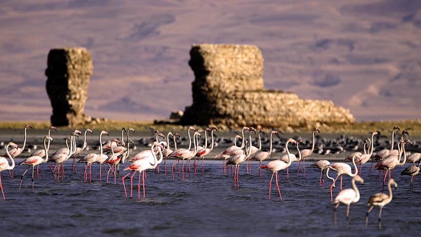 Van Gölü flamingoları ağırlıyor
