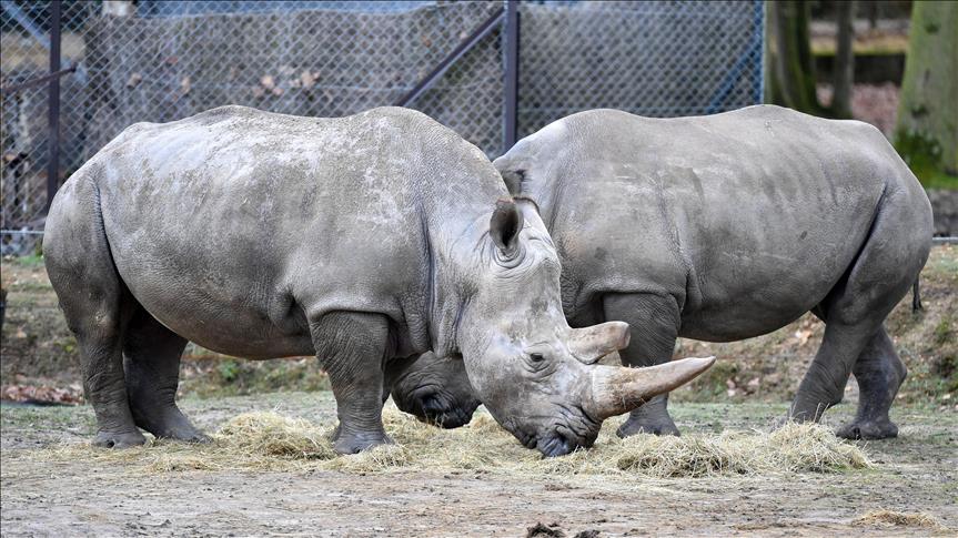 Two rhinos relocated from S. Africa to Chad found dead