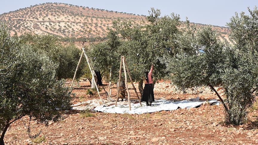 İdlib'de güven ortamı zeytin hasadına da yansıyor 