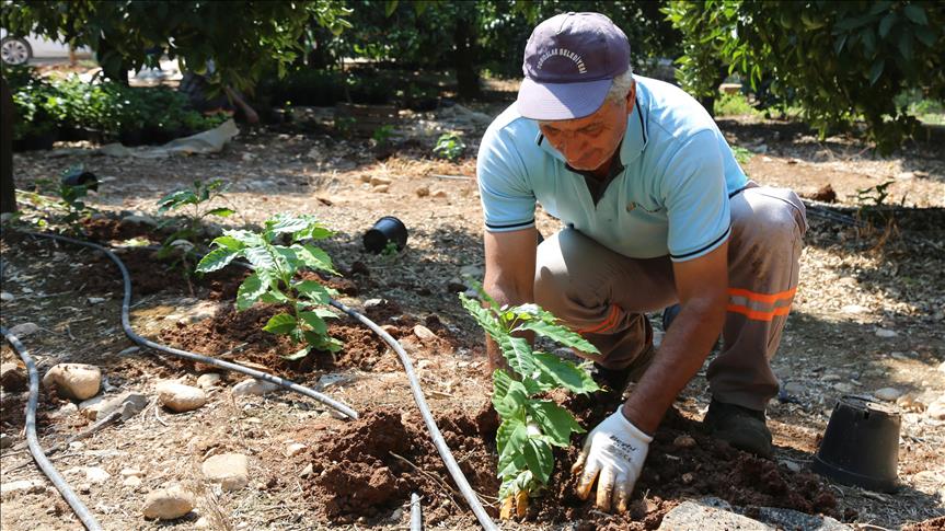 Mersin�de kahve üretimi için bahçe oluşturuldu