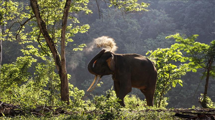 Siete elefantes perecen tras electrocutarse en la India