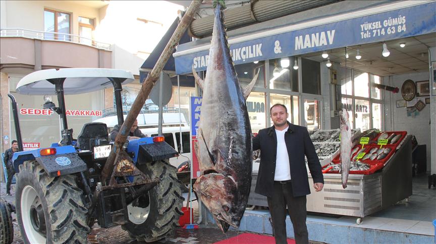 Satın aldığı 320 kiloluk orkinosu sergiledi 