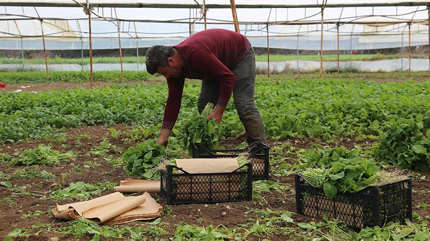 İstanbul'da sofraları Eskişehir 'yeşillendiriyor'