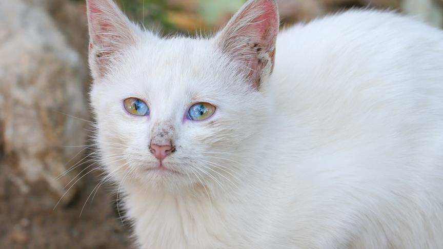 Turquie Ce Chat De Van Aux Yeux A Deux Couleurs Attire Tous Les Regards Turquie Ce Chat De Van Aux Yeux A Deux Couleurs Attire Tous Les Regards