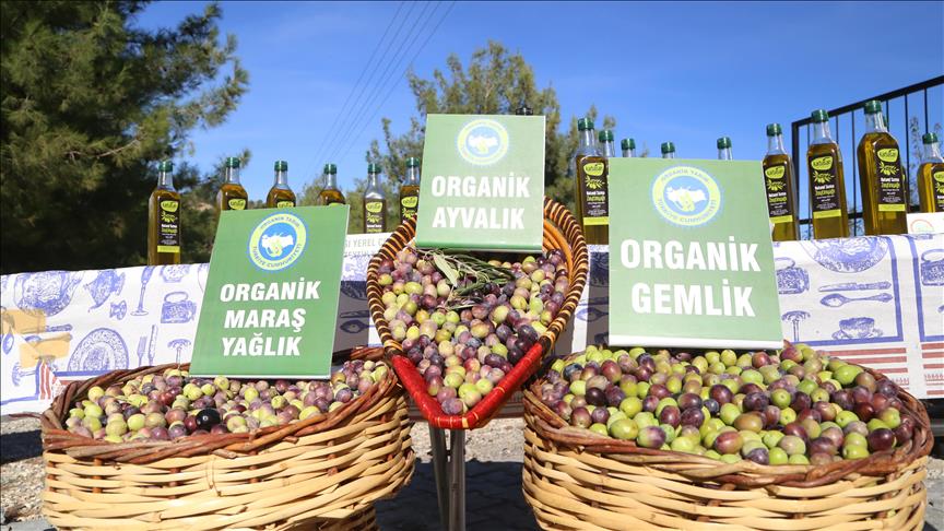 Kahramanmaraş'ta organik zeytin hasadı başladı
