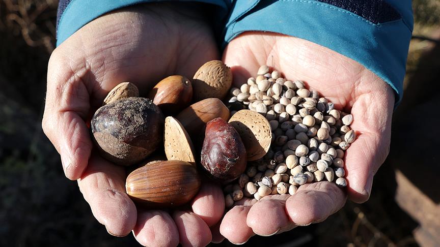 'Şenlik paraları' ağaç olarak yeşeriyor
