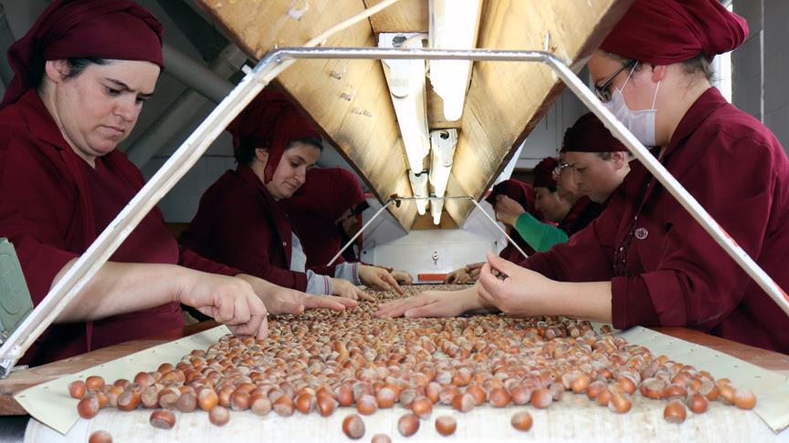 Turkey exports 58,000+ tons of hazelnut in Sept-Oct