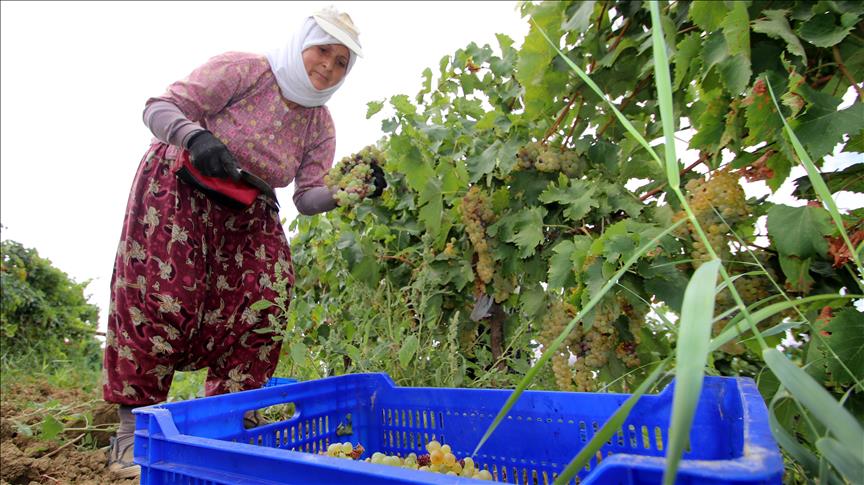 Üzümün 'bağdan şıraya' lezzetli yolculuğu