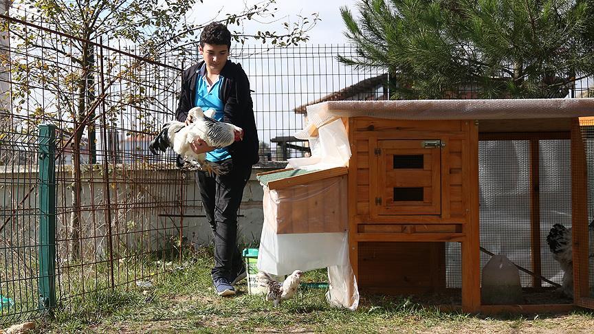 Tavuklarından ayrı kalamayan öğrenci için okula kümes yapıldı