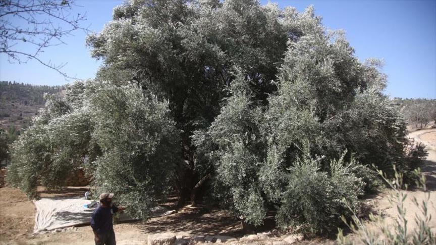 أكبر شجرة زيتون فلسطينية معم رة تتحدى جدار الفصل الإسرائيلي