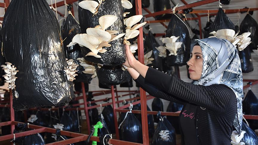 Yüksekovalı Aslihan devlet desteğiyle mantar üretiyor