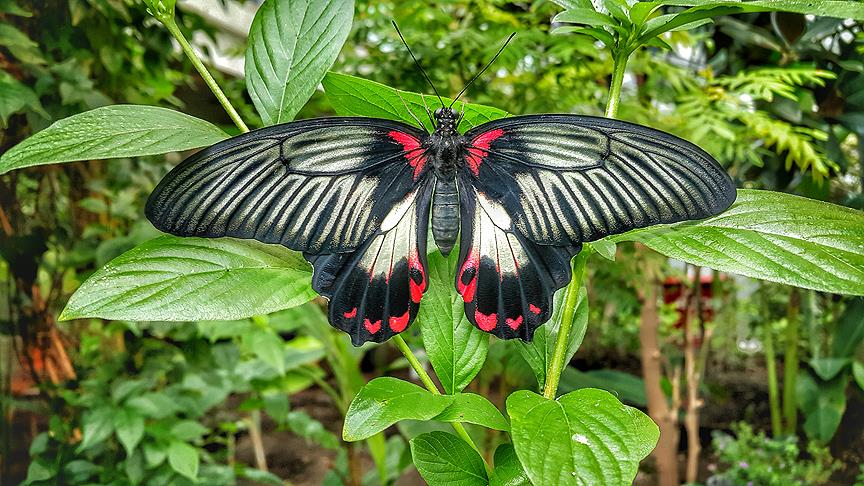 Konya tropikal kelebekler bahçesi ile ilgili görsel sonucu