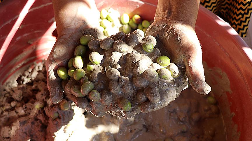 Lezzetini külden alan zeytin kahvaltının vazgeçilmezi