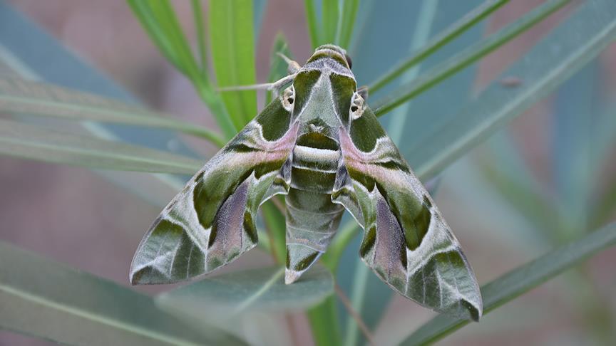 Nadir rastlanan mekik kelebeği Marmaris'te görüldü