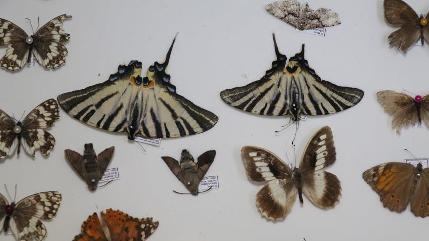 Böcek Müzesi'ne yeni türler kazandırılıyor