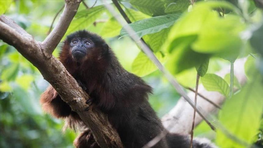 Истражувања: Јамајскиот мајмун дошол од Ј.Америка пред 11 милиони години 