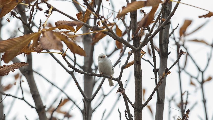 Rare white sparrow seen in Turkish capital