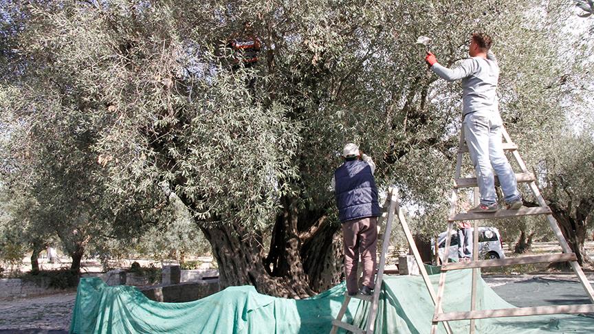'En yaşlı zeytin ağacı'nda hasat