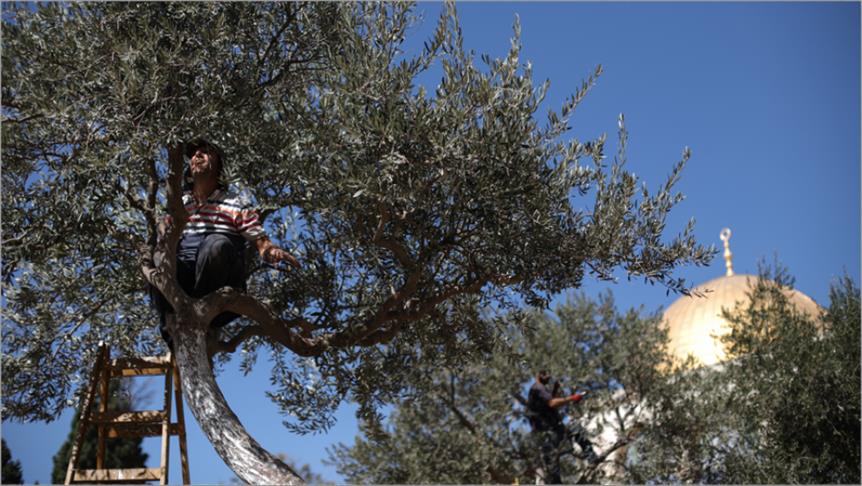 زيت زيتون "الأقصى".. للفقراء فقط