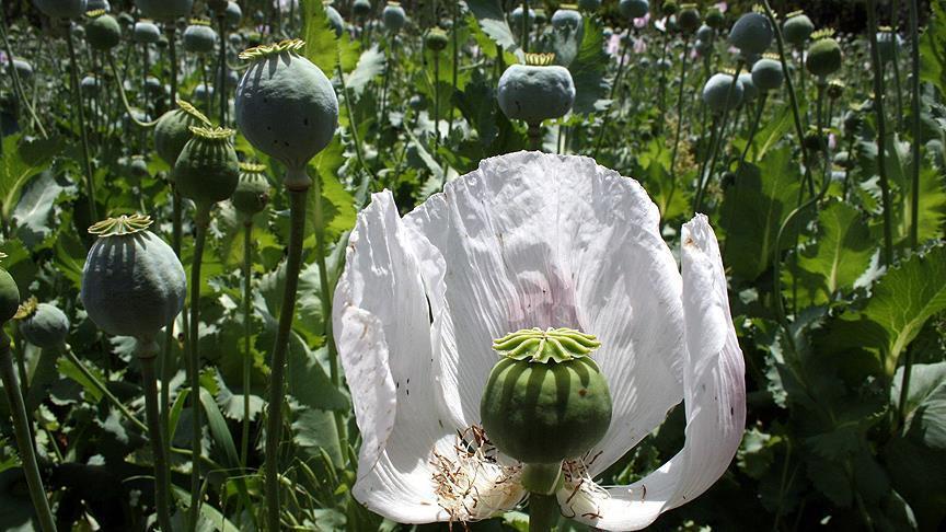 Poppy cultivation in Afghanistan drops by 20 pct
