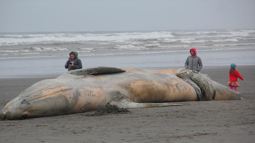 Во стомакот на мртов кит пронајдени 6 килограми отпад