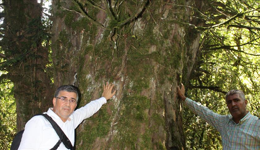 Turquie: Un arbre vieux de 2800 ans découvert dans le sud