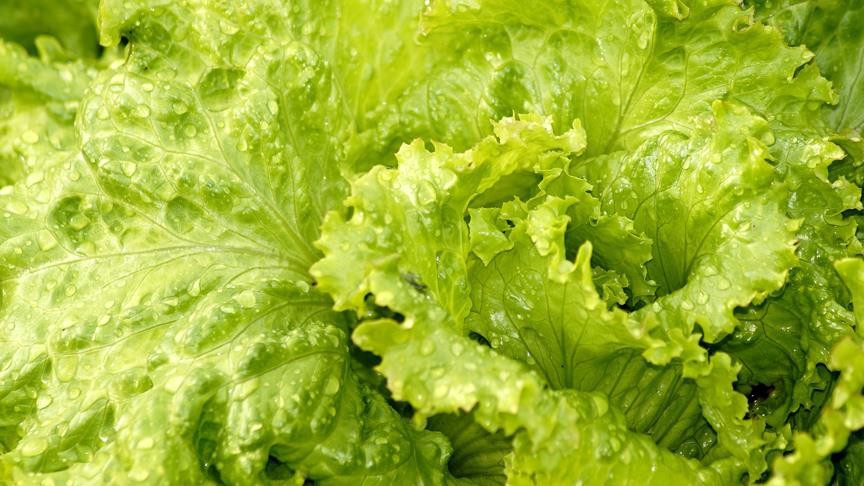 İki ülkeden halka 'marul yemeyin' uyarısı