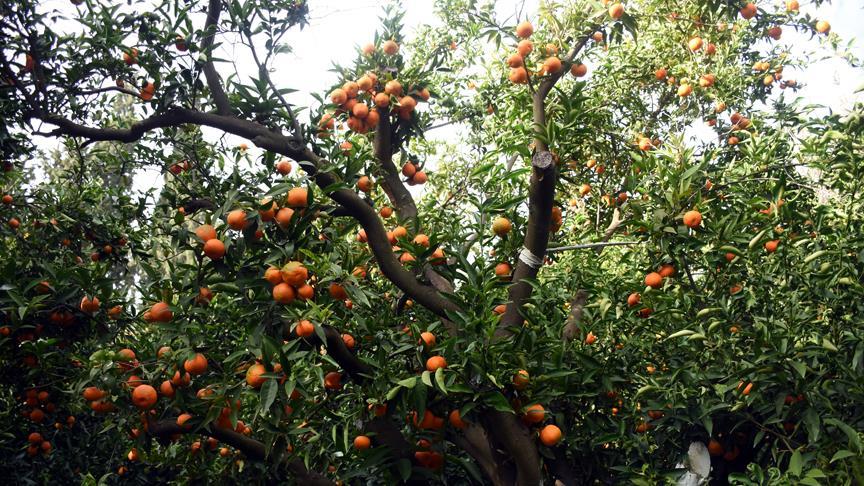 Bodrum Mandalinasi Cips Ve Lokum Oldu