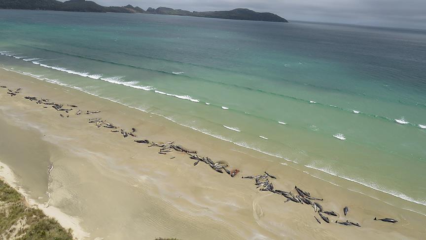 Yeni Zelanda'da 145 pilot balina telef oldu