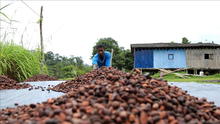 Cerca de ocho mil niños trabajan en la industria del chocolate en Brasil