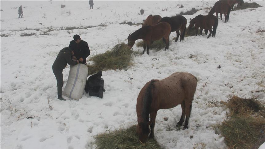 Doğada aç kalan atlara belediye ekipleri yem verdi