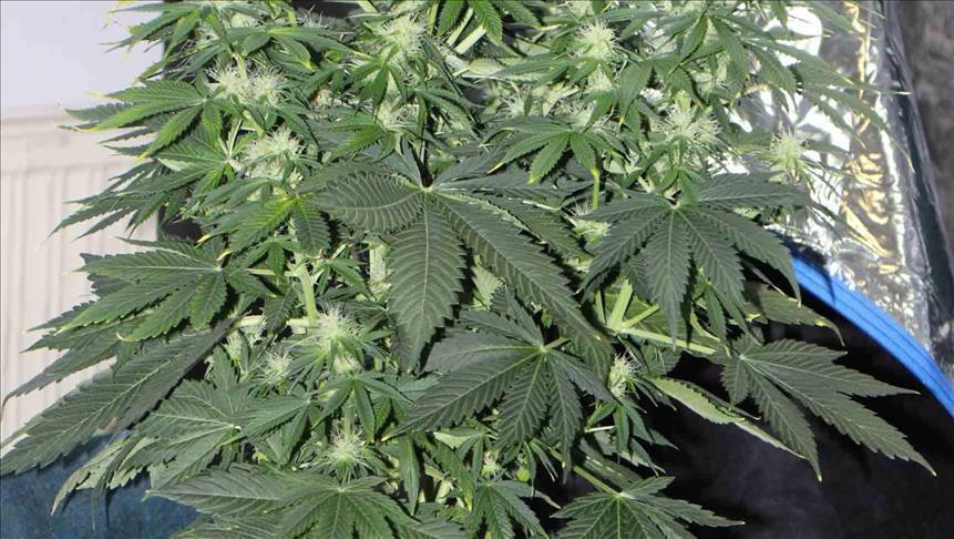 U Novom Sadu zaplijenjeno 10-ak kilograma marihuane, uhapšena jedna osoba