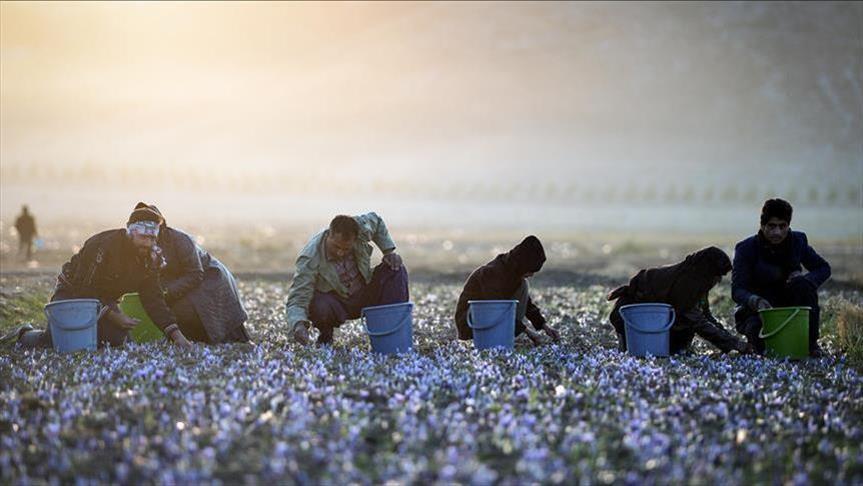 تولید سالانه زعفران در افغانستان به 13 تن رسید