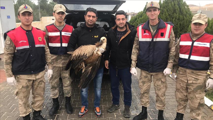 Yaralı akbabayı jandarma kurtardı