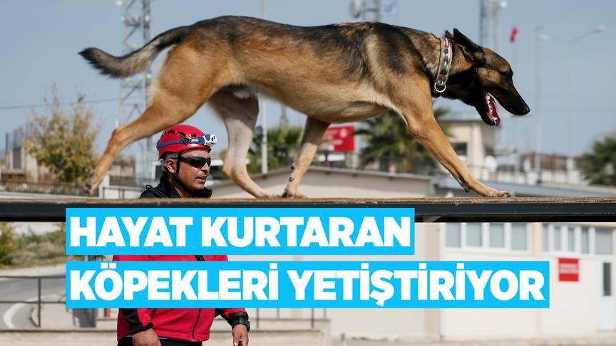 Hayat kurtaran köpekleri yetiştiriyor
