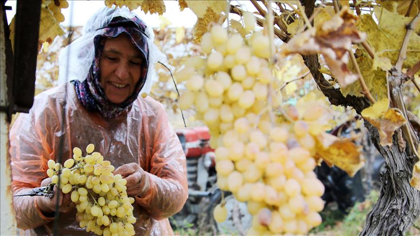 Kadınların kış mevsiminde bağ bozumu mesaisi