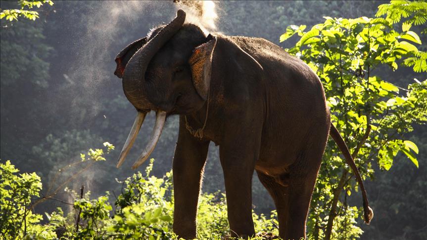 Kenya: 26 elephants die in 3 months, reason unknown