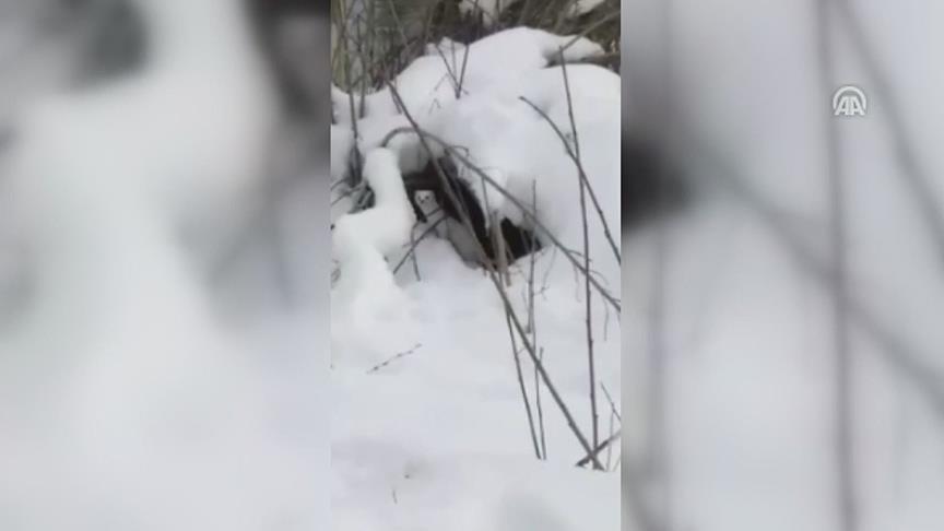 Rare white-coated weasel spotted in eastern Turkey