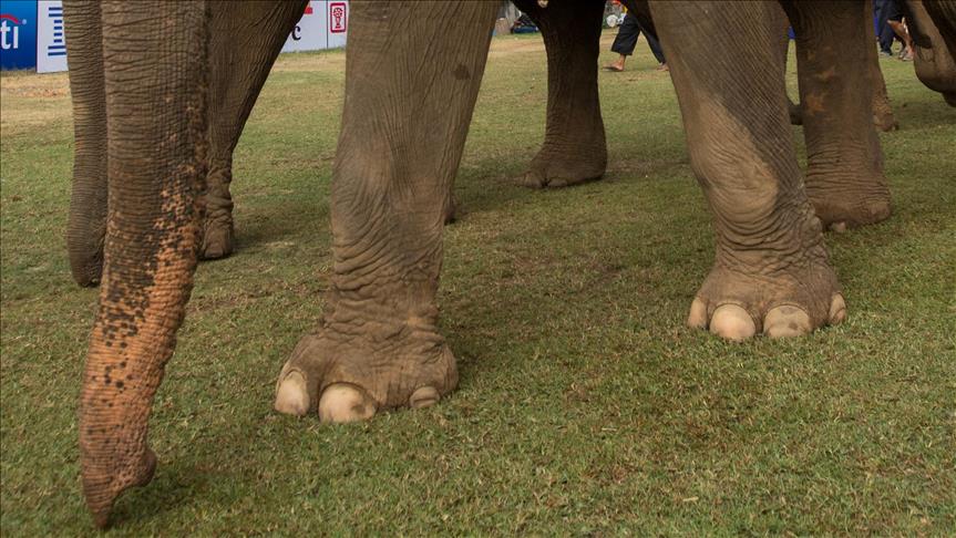 Zalutali slon usmrtio ratara u Maleziji