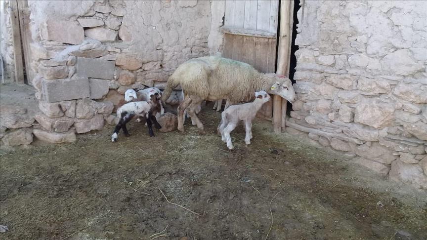 Konya Da Bir Koyun Tek Batinda 5 Kuzu Dogurdu