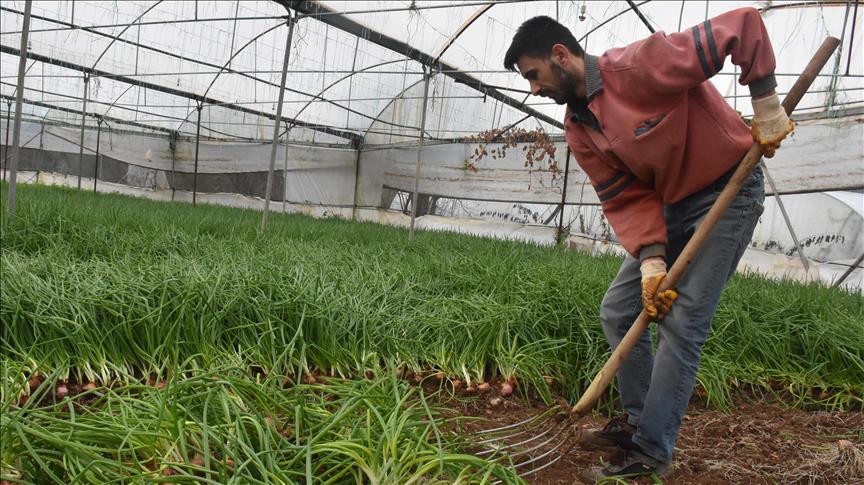 Bilecik'te seralarda hasat heyecanı