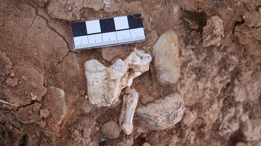 Turkey: Treasure trove of prehistoric fossils unearthed