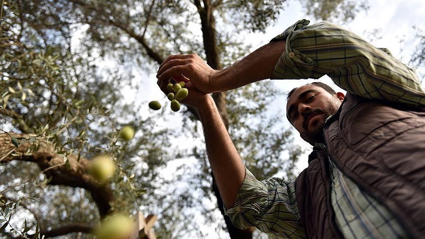 Tarsuslu zeytin üreticilerinin 'sarıulak' sevinci