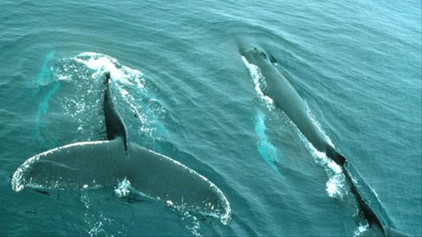 Brasil a Japón: reanudación de caza de ballenas es un gran retroceso