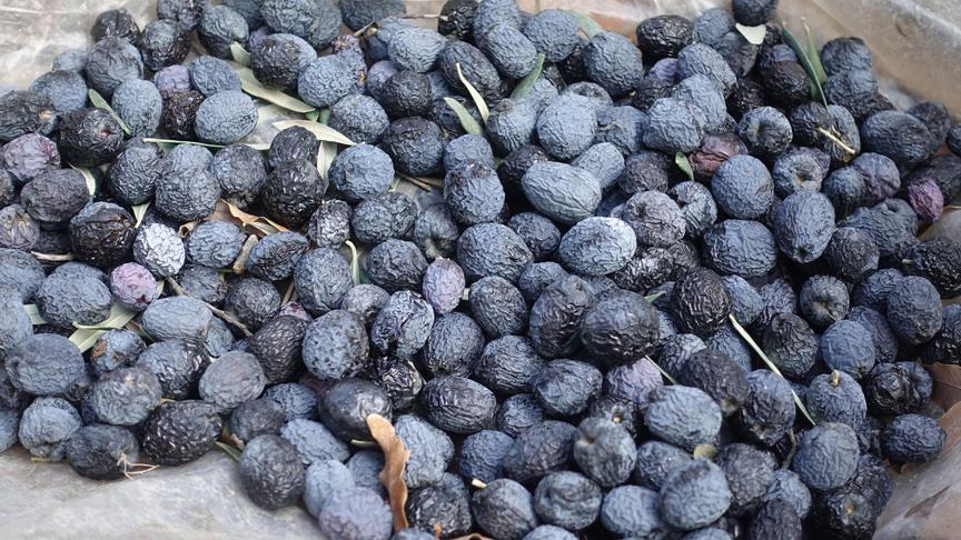 Yusufelililerin 'çerez'i kuzine zeytini