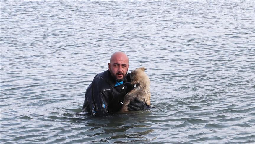 Donmak üzereyken kurtarılan köpek yavrusuna 'Buz' adını verdiler